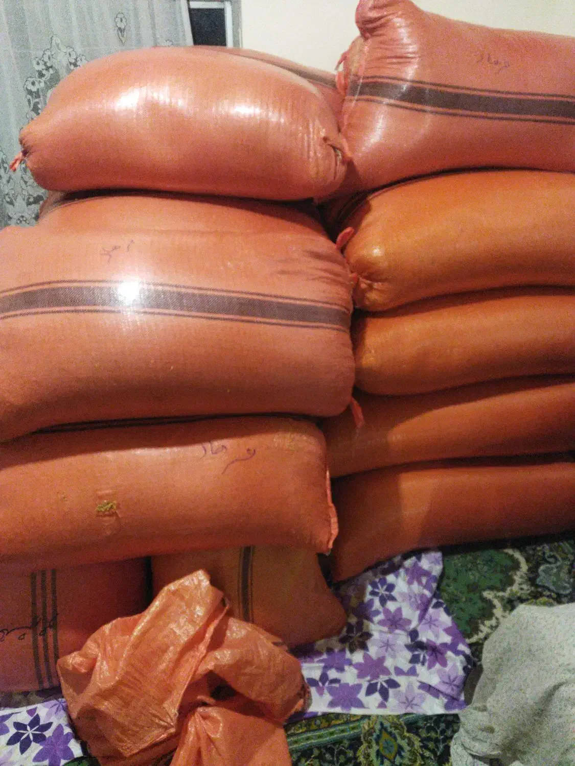 شلتوک وجوی هاشمی رو به صورت نقدی خریداریم|خدمات باغبانی و درختکاری|رضوانشهر, |دیوار