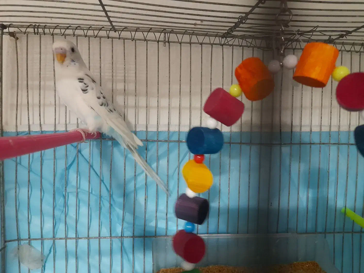 مرغ عشق و تخم جوجه|پرنده|بیرجند, |دیوار