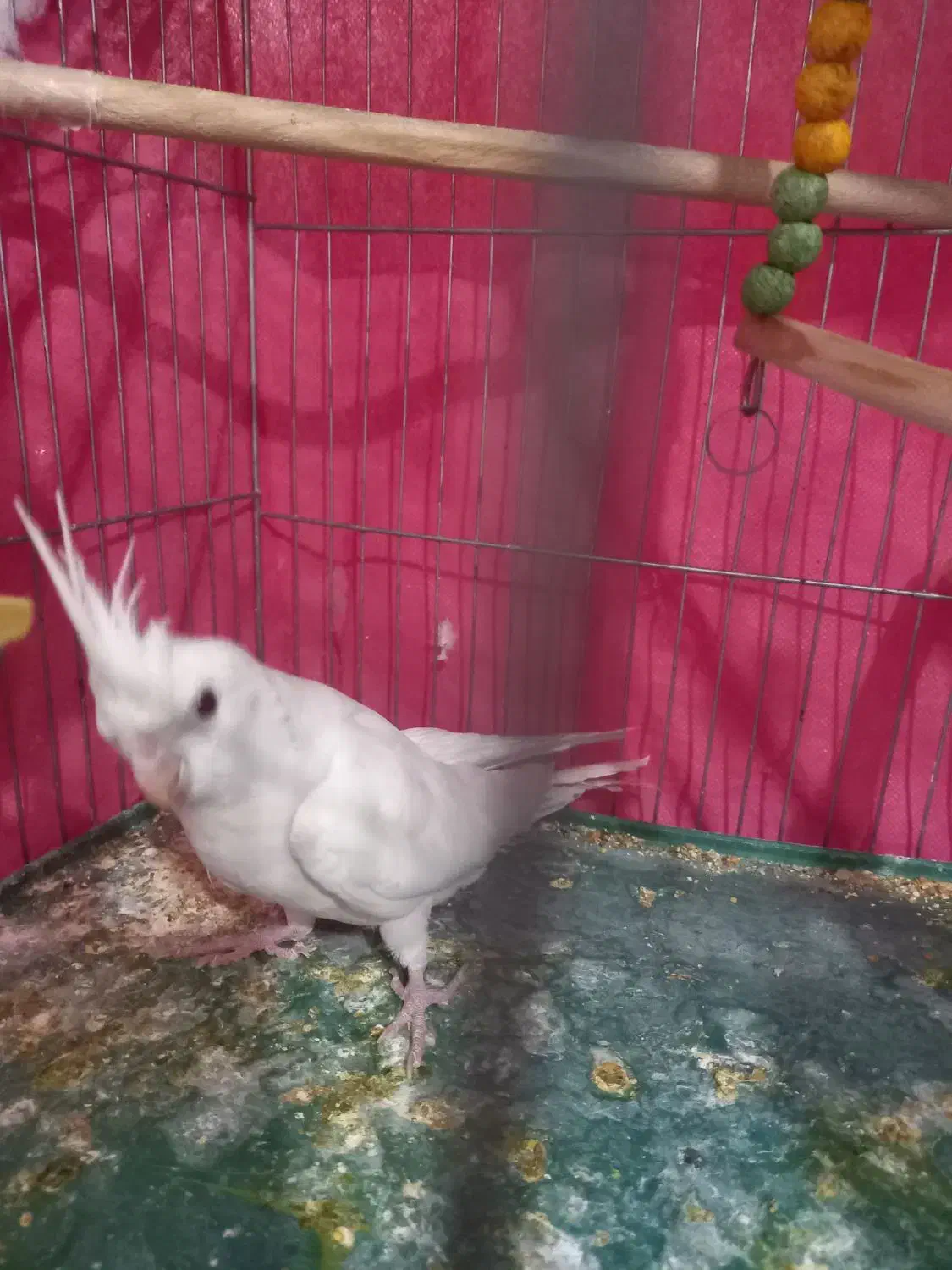 فروش یک عددعروس هلندی ماده سفیدی دست|پرنده|تیران, |دیوار