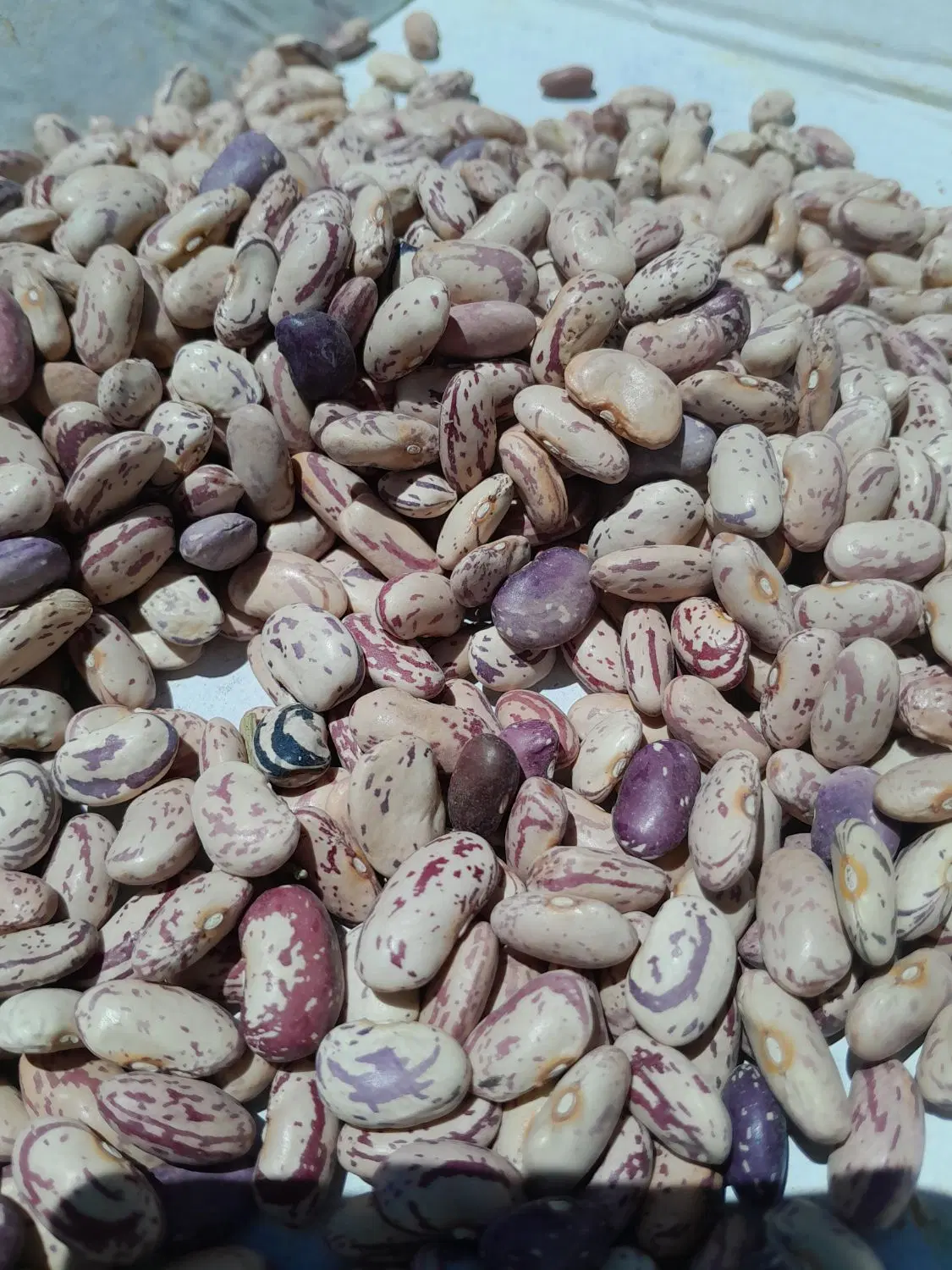 لوبیا چیتی|خوردنی و آشامیدنی|بلبان آباد, |دیوار