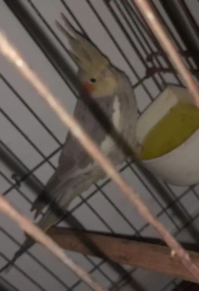 عروس هلندی ماده دارچینی|پرنده|لاهیجان, گلستان|دیوار