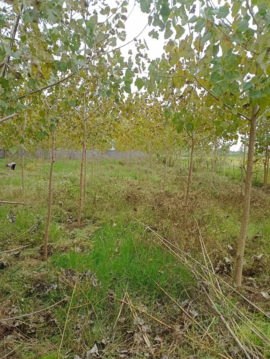 زمین|فروش زمین و ملک کلنگی|رشت, حومه رشت|دیوار