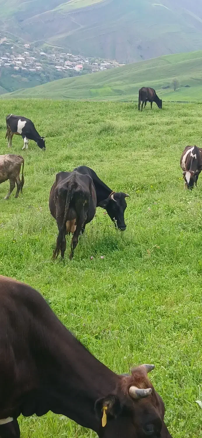 گاو|حیوانات مزرعه|گرمی, |دیوار