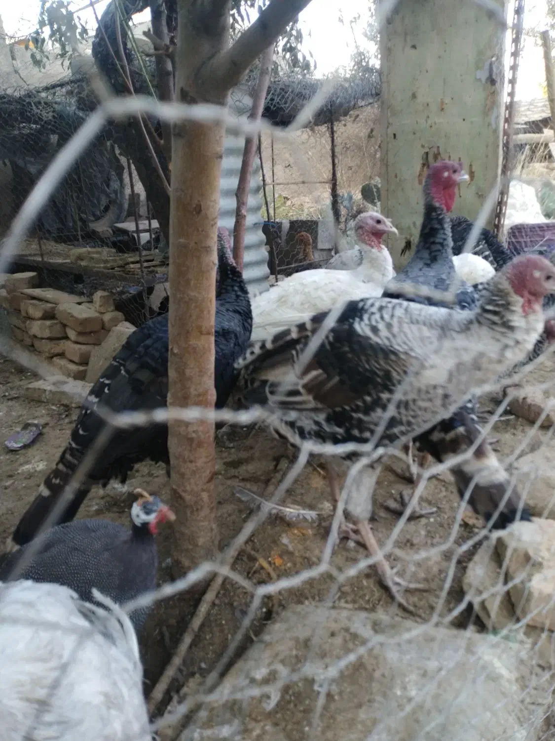 بوقلمون محلی و برنز|حیوانات مزرعه|بیرجند, |دیوار