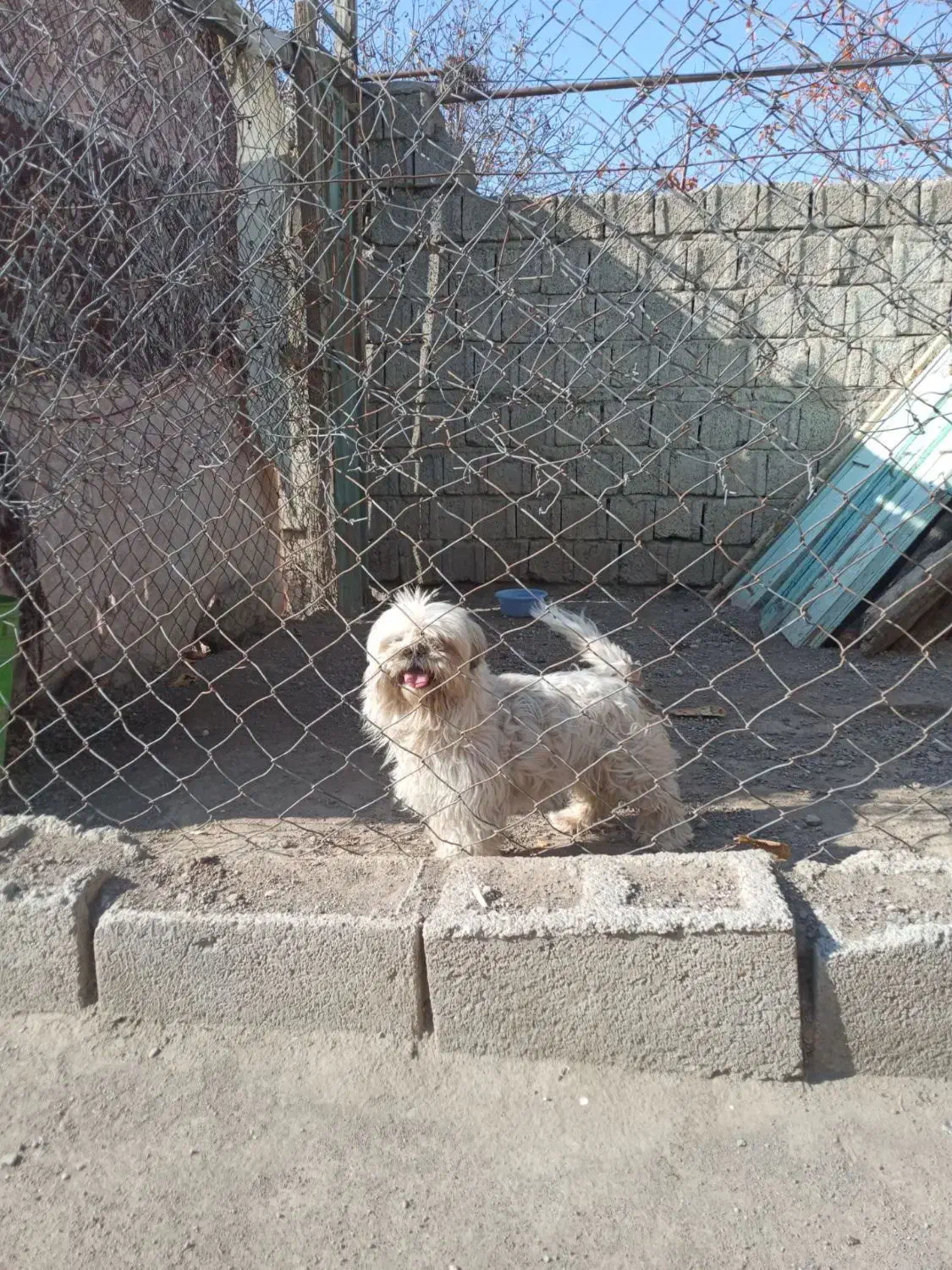 سگ پاکوتاه|سگ|اردبیل, |دیوار