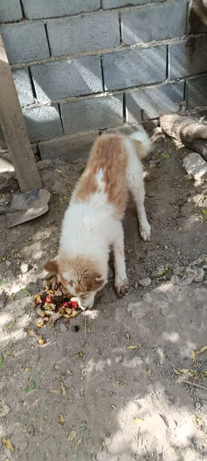 سگ دو رگه|سگ|تفت, |دیوار