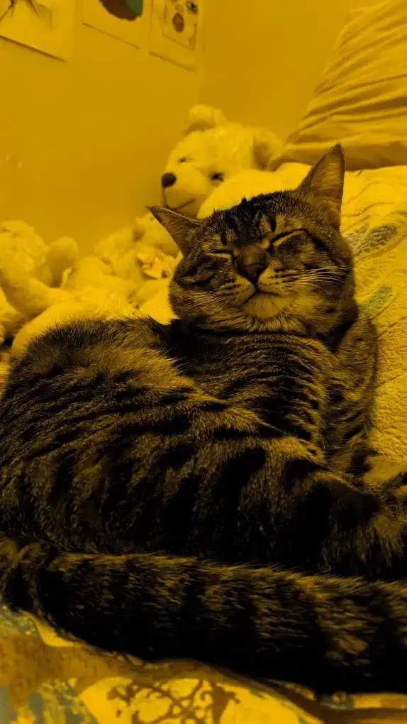 واگذاری گربه|گربه|برازجان, |دیوار