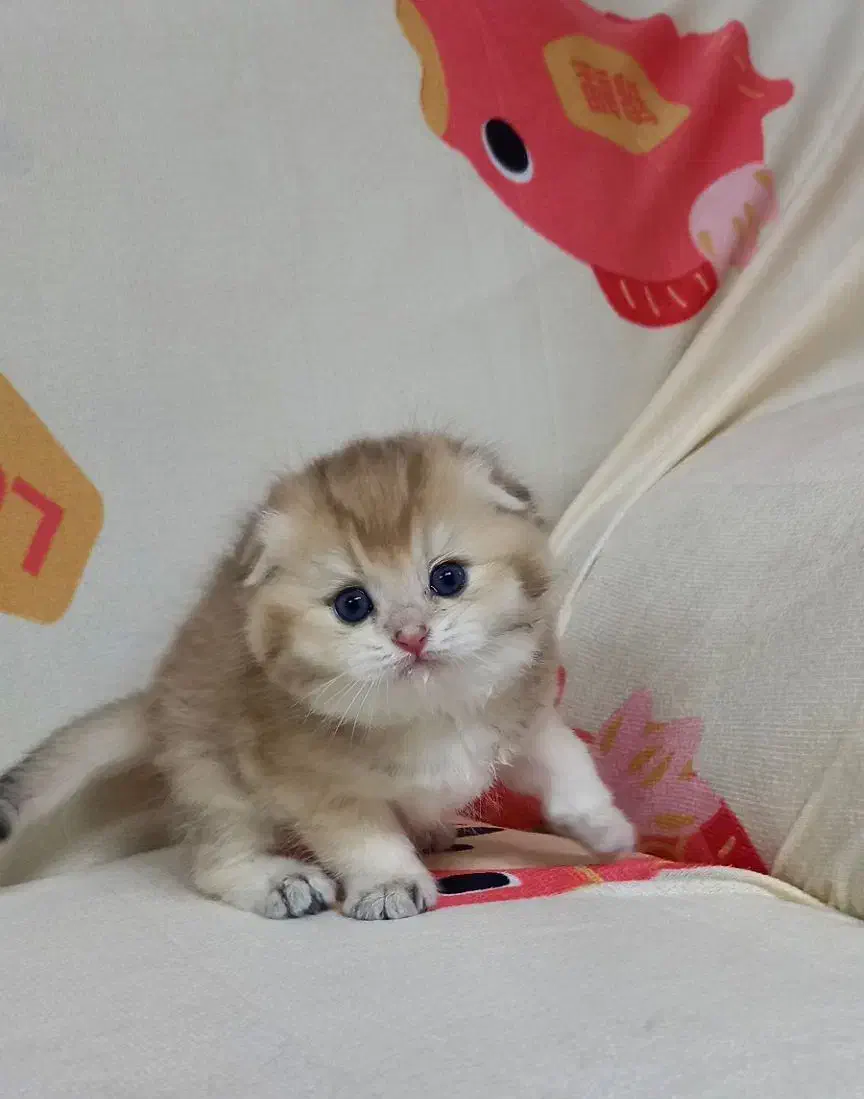 اسکاتیش گلد|گربه|مشهد, سمزقند|دیوار