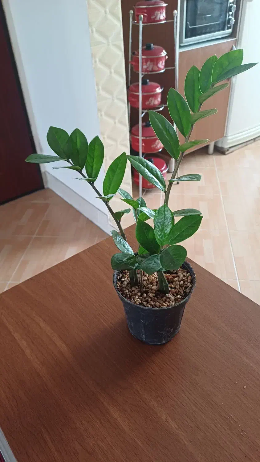 تکثیر گل زاموفیلیا|گل و گیاه طبیعی|شیروان (خراسان), |دیوار