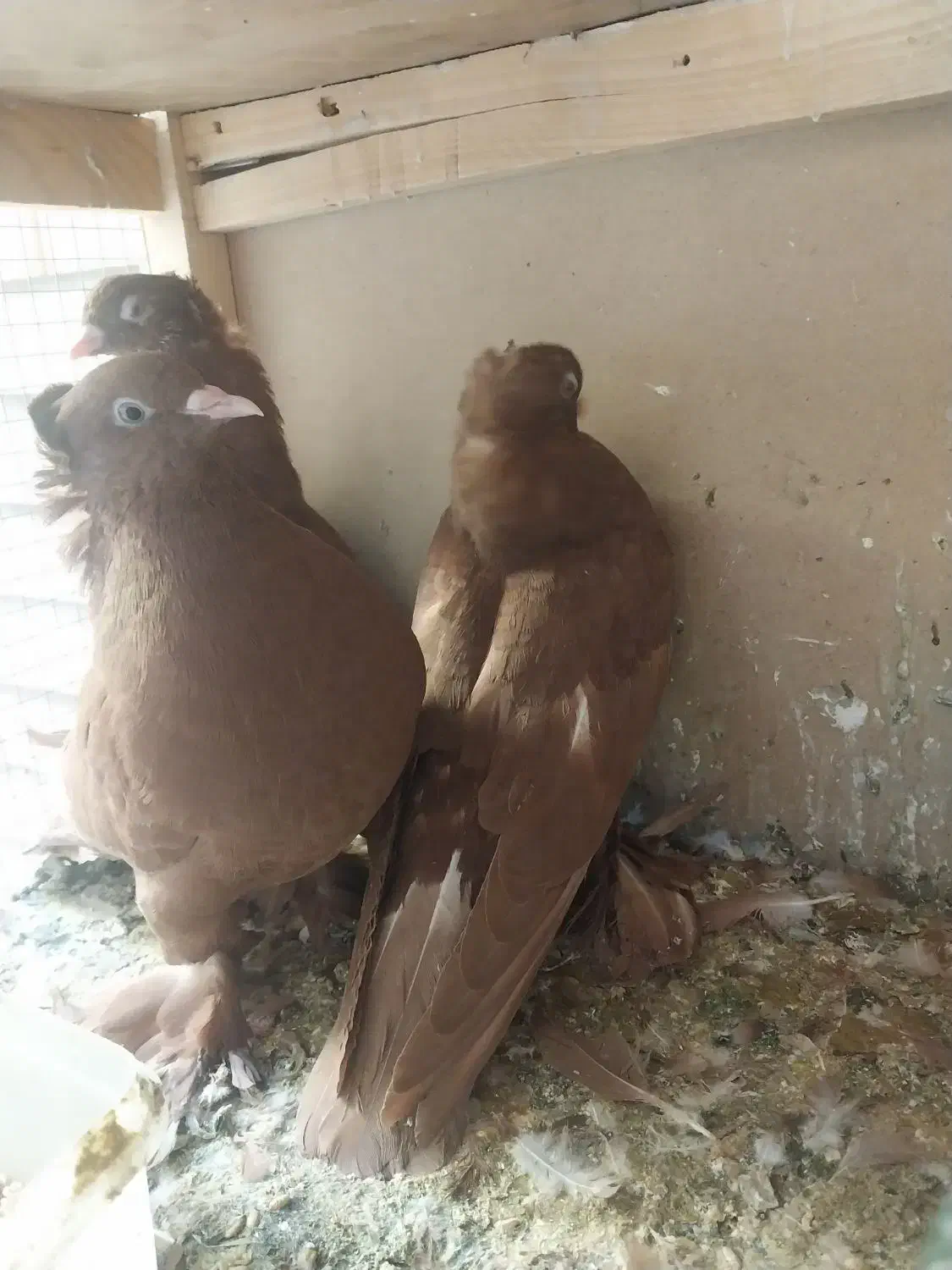 کبوتر راعبی|پرنده|قم, بوستان علوی|دیوار