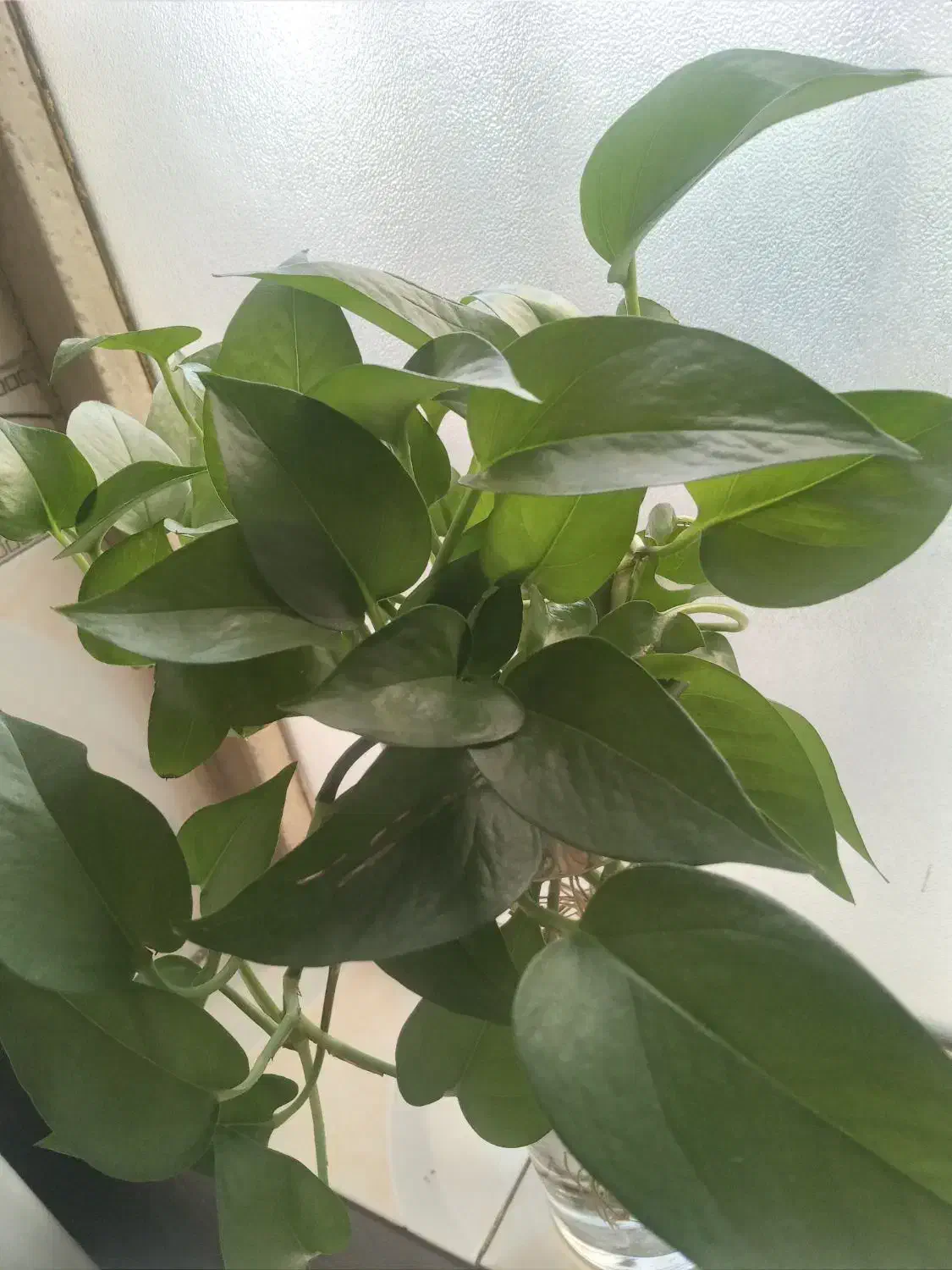 قلمه گل پتوس|گل و گیاه طبیعی|فردیس, کوی نور|دیوار