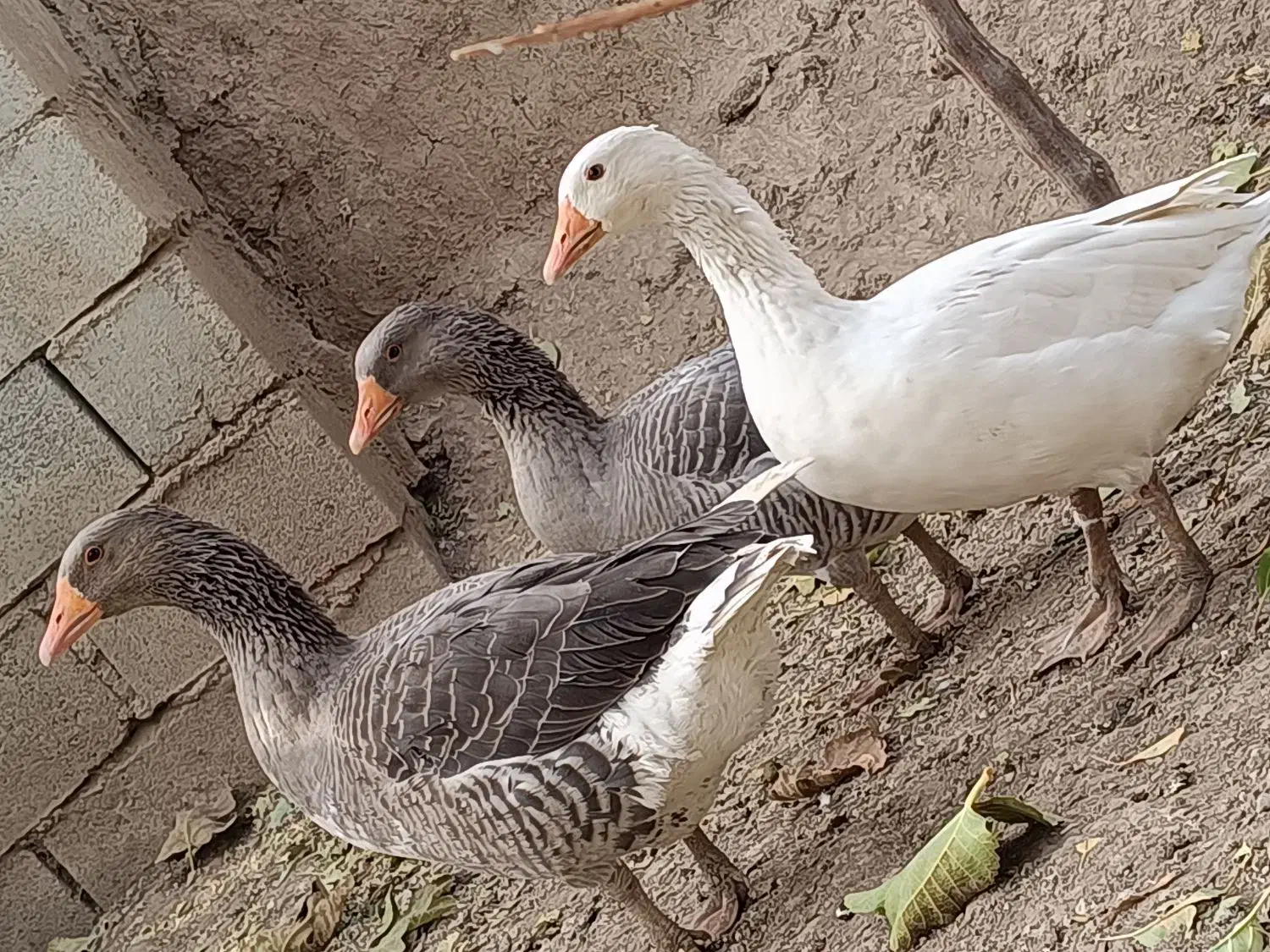 غاز|حیوانات مزرعه|بیلوار, |دیوار