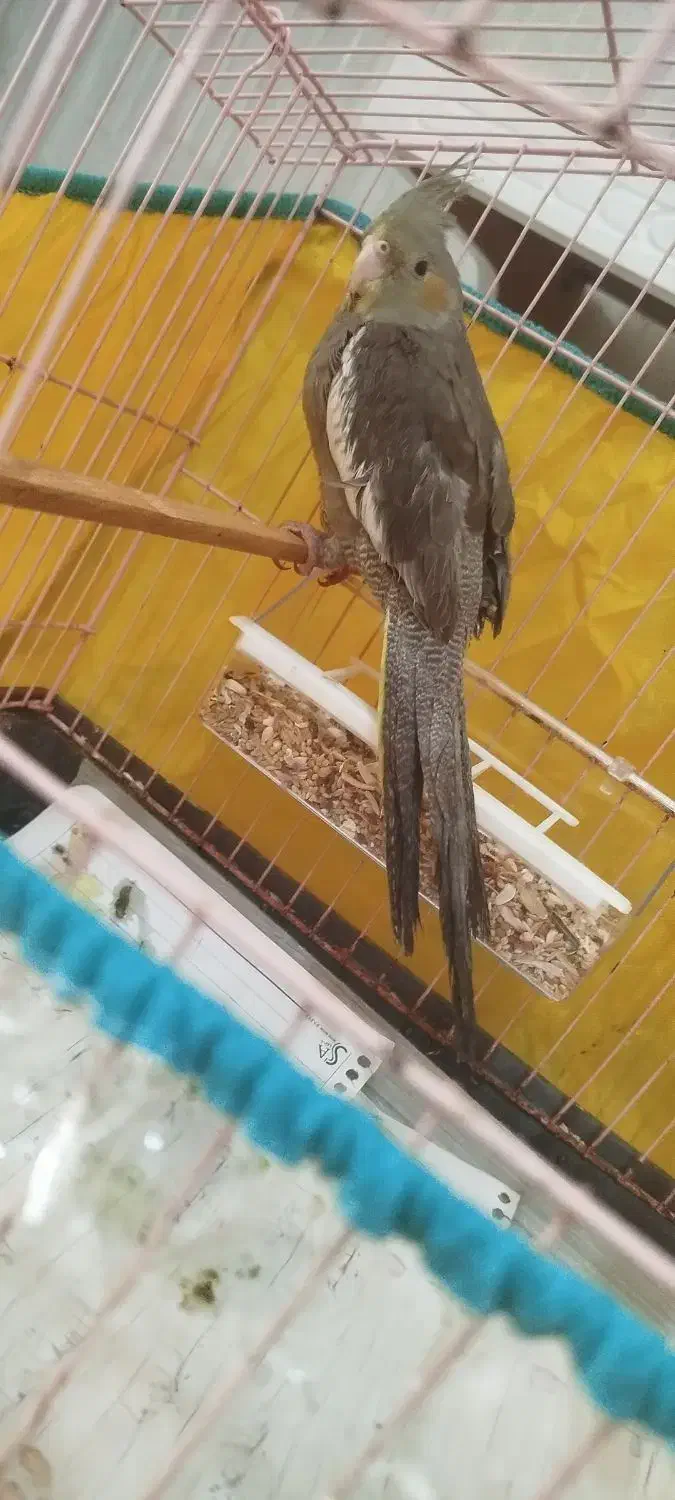 عروس هلندی|پرنده|بندرعباس, |دیوار