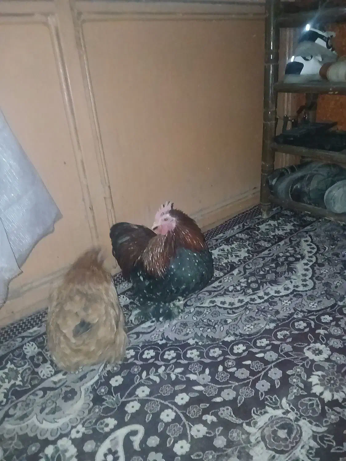 مرغ کوشین|حیوانات مزرعه|بومهن, |دیوار