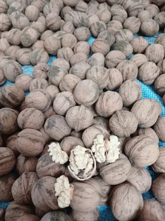 گردو پوست کاغذی تویسرکان ،بادام،مغز گردو،درجه ۱|خوردنی و آشامیدنی|شیراز, باغ تخت|دیوار