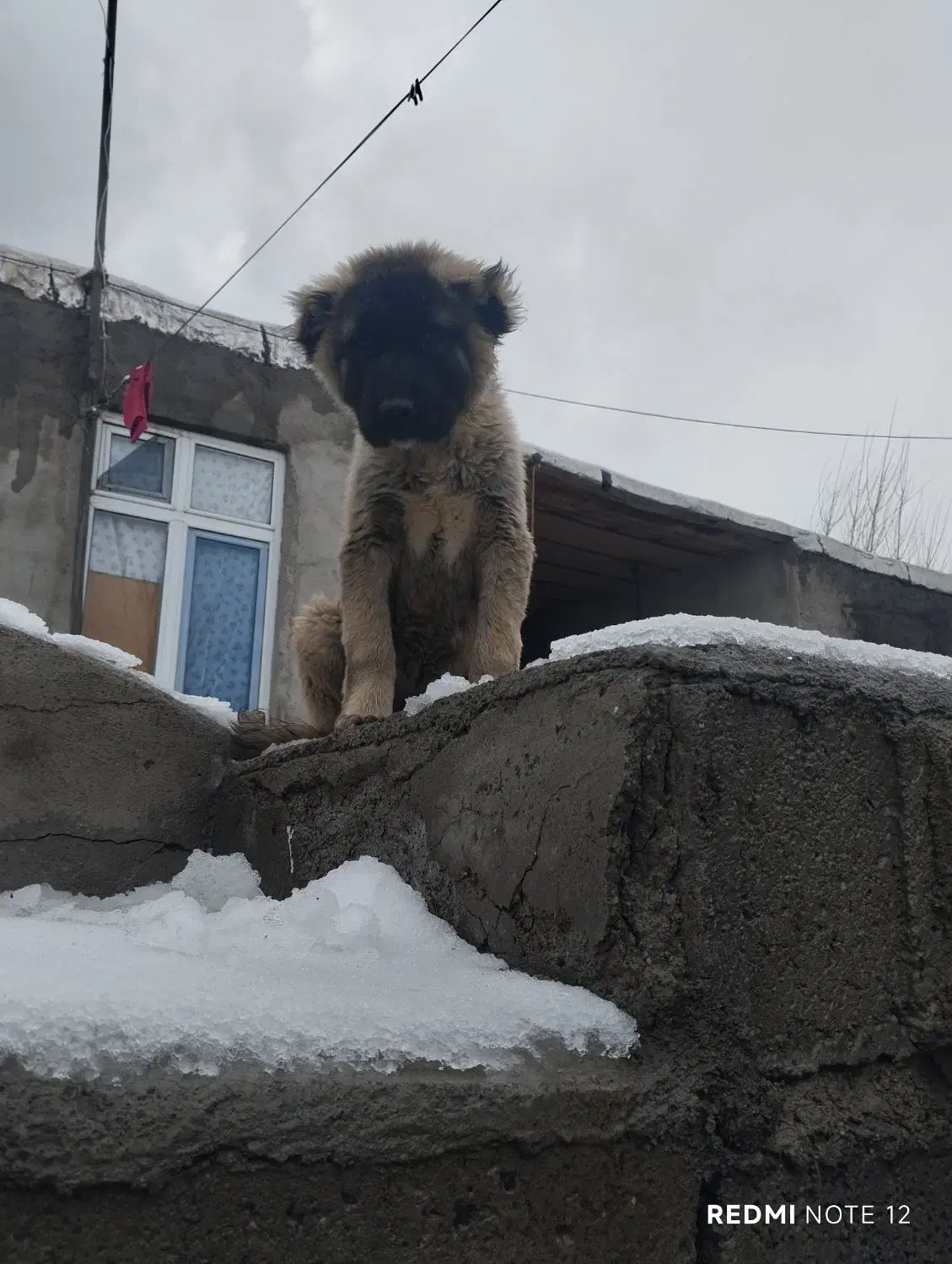 توله سرابی|سگ|مشگین شهر, |دیوار