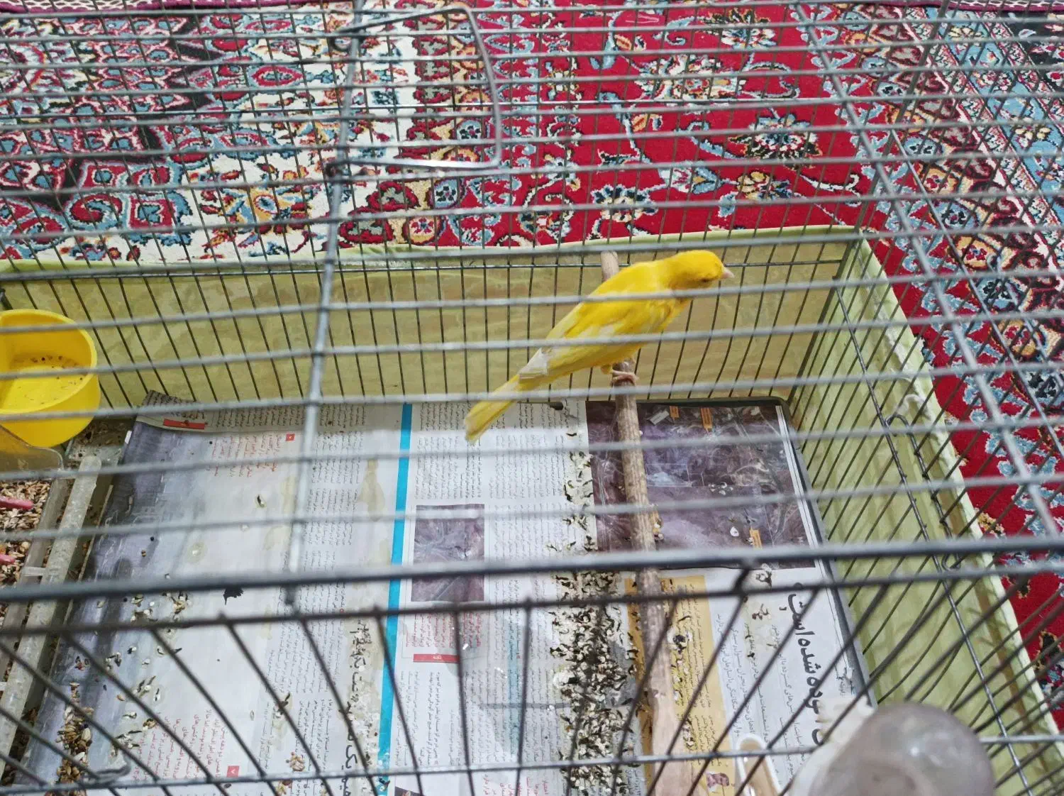 قناری|پرنده|تهران, بیسیم|دیوار