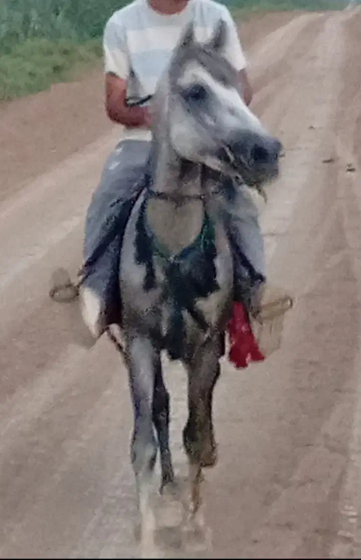 اسب نریون|اسب و تجهیزات اسبسواری|پارسآباد, |دیوار