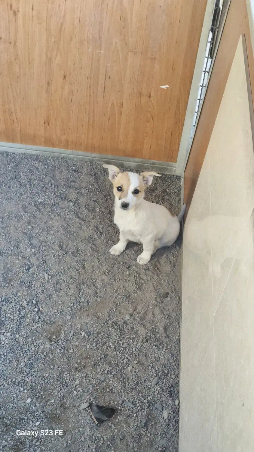 توله 3 ماه ماده گوش تیز|سگ|نیشابور, فضل|دیوار