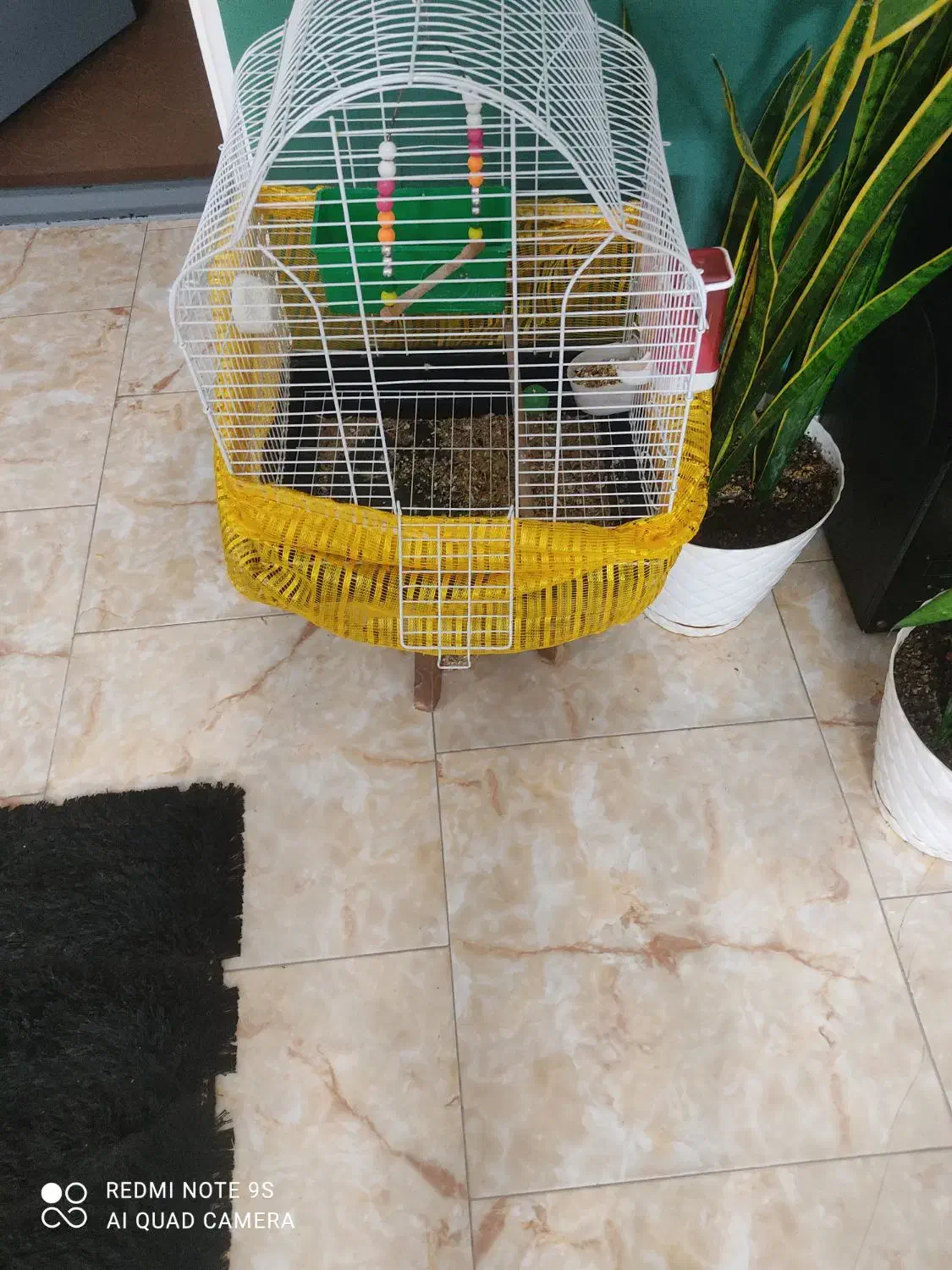 دوعددطوطی برزیلی شیطون خوشگل باقفس لوازم بازی|پرنده|امامزاده عبدالله, |دیوار