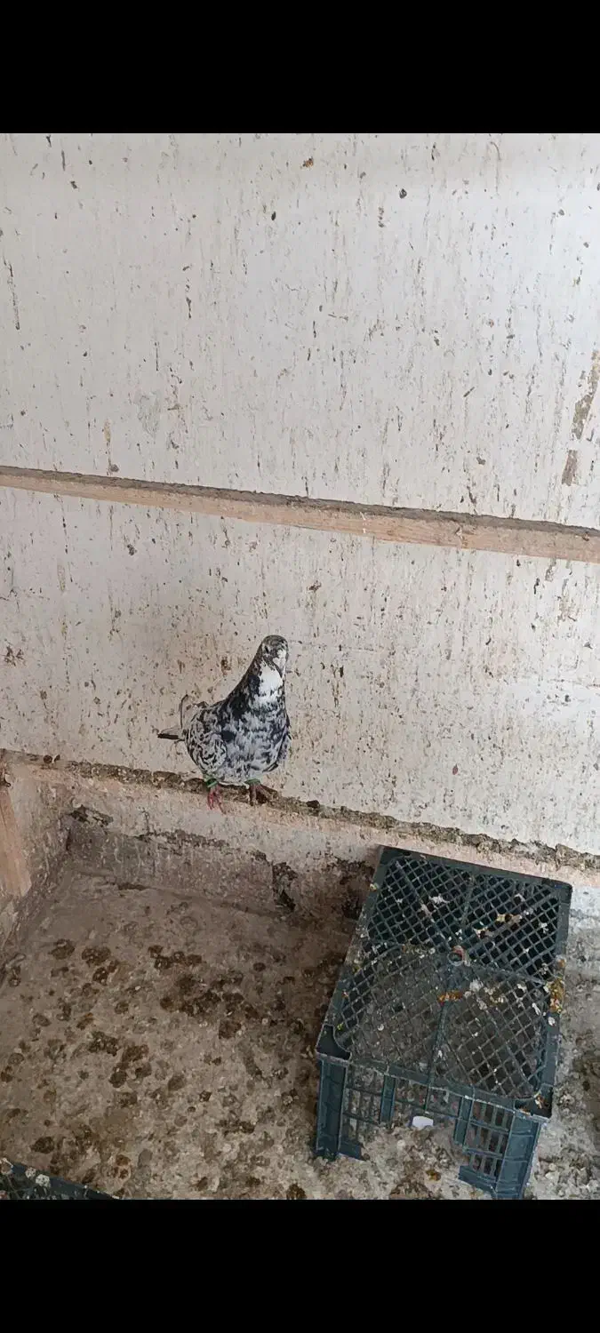 فروشی|پرنده|تهران, فرودگاه مهرآباد|دیوار