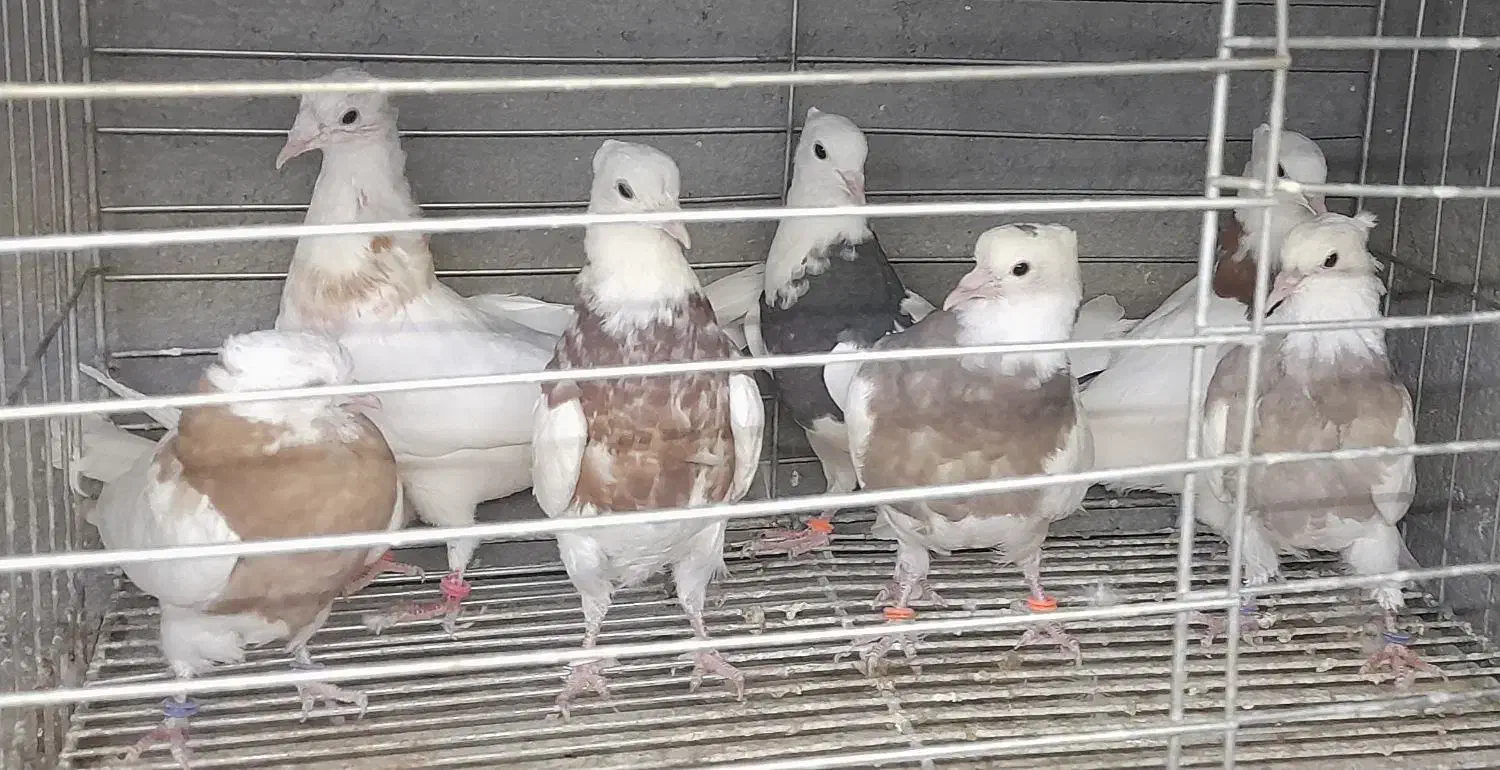 طوقی|پرنده|مبارکه, |دیوار