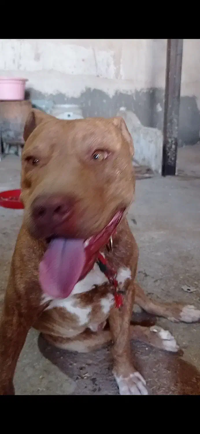 واگذاری پیت بول تریر خالص|سگ|مشهد, جانباز|دیوار