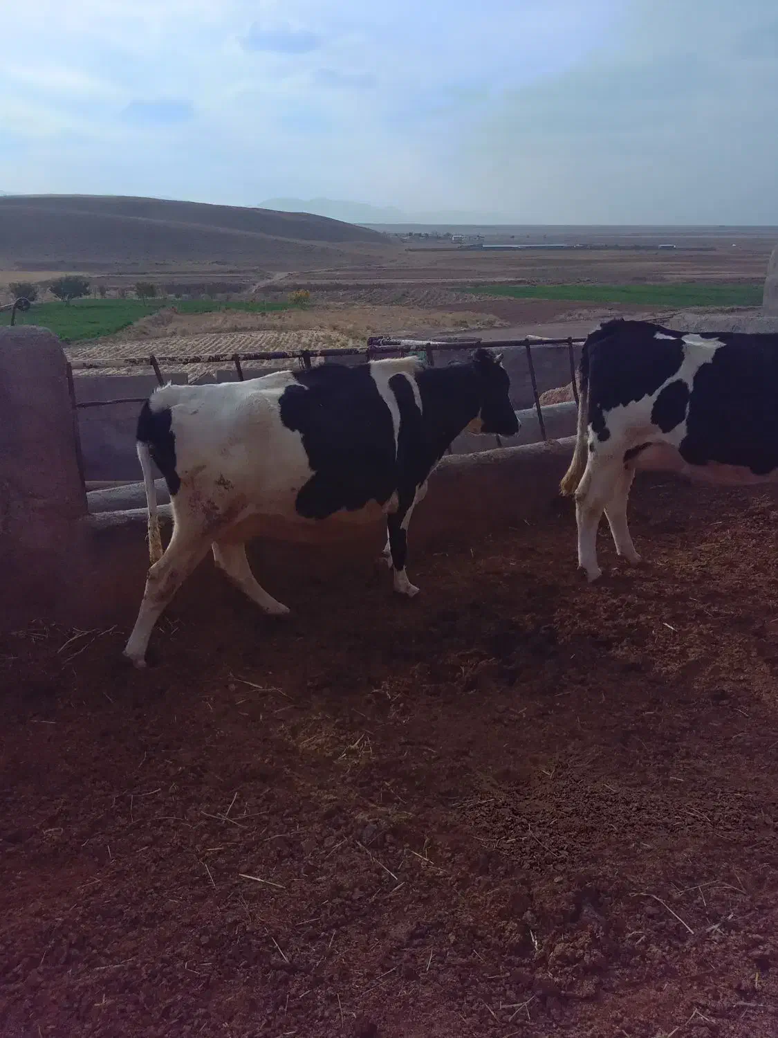 حیوانات مزرعه|حیوانات مزرعه|تربت‌حیدریه, بالا ولایت|دیوار