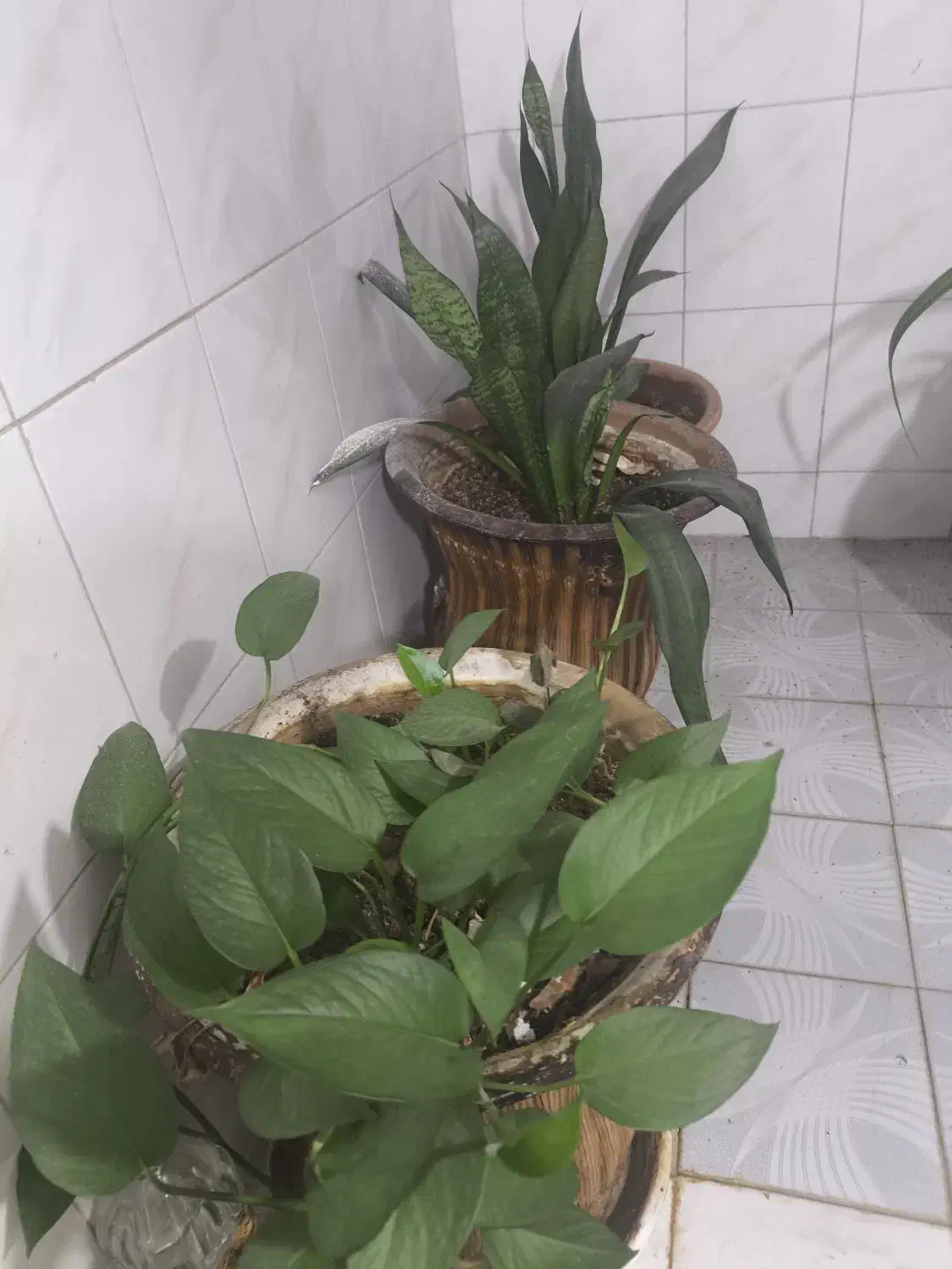 تعدادی گل|گل و گیاه طبیعی|شیراز, ریاستی|دیوار