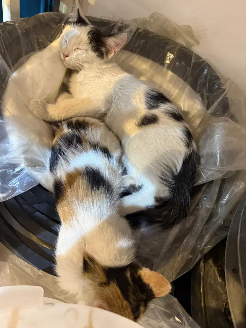 بچه گربه|گربه|قم, بنیاد|دیوار