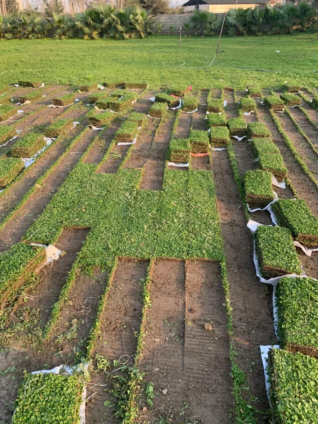 چمن طبیعی دایکوندرا|خدمات باغبانی و درختکاری|بابکان, |دیوار