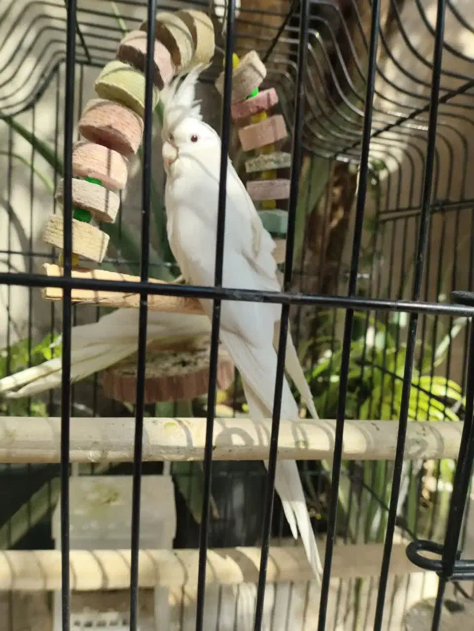 پرنده ،طوطی عروس،هلندی ، آلبینو و لوتینو ،جفت|پرنده|قم, شهر قائم|دیوار