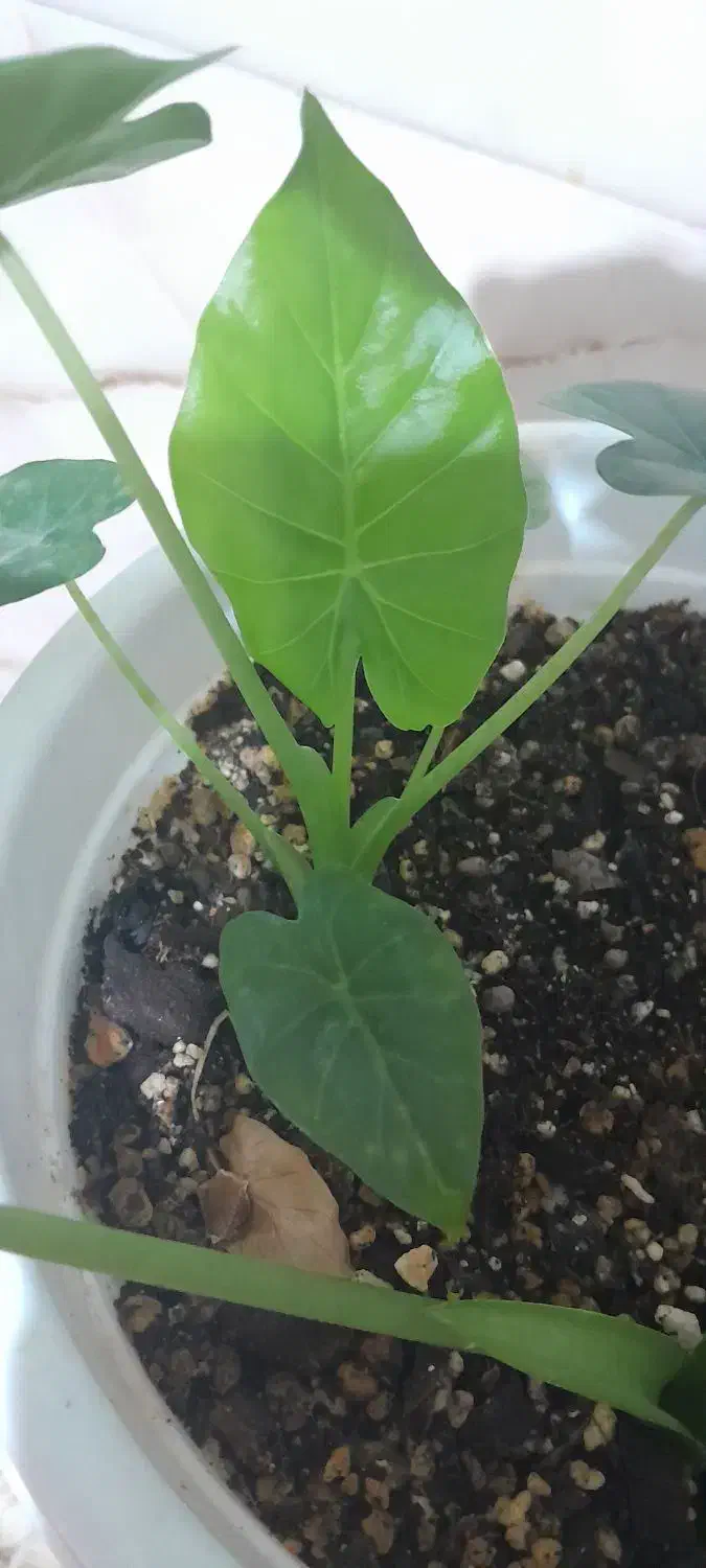 دیفن باخیا ودیفن تیکی|گل و گیاه طبیعی|هشتگرد, فاز ۷ مهستان|دیوار