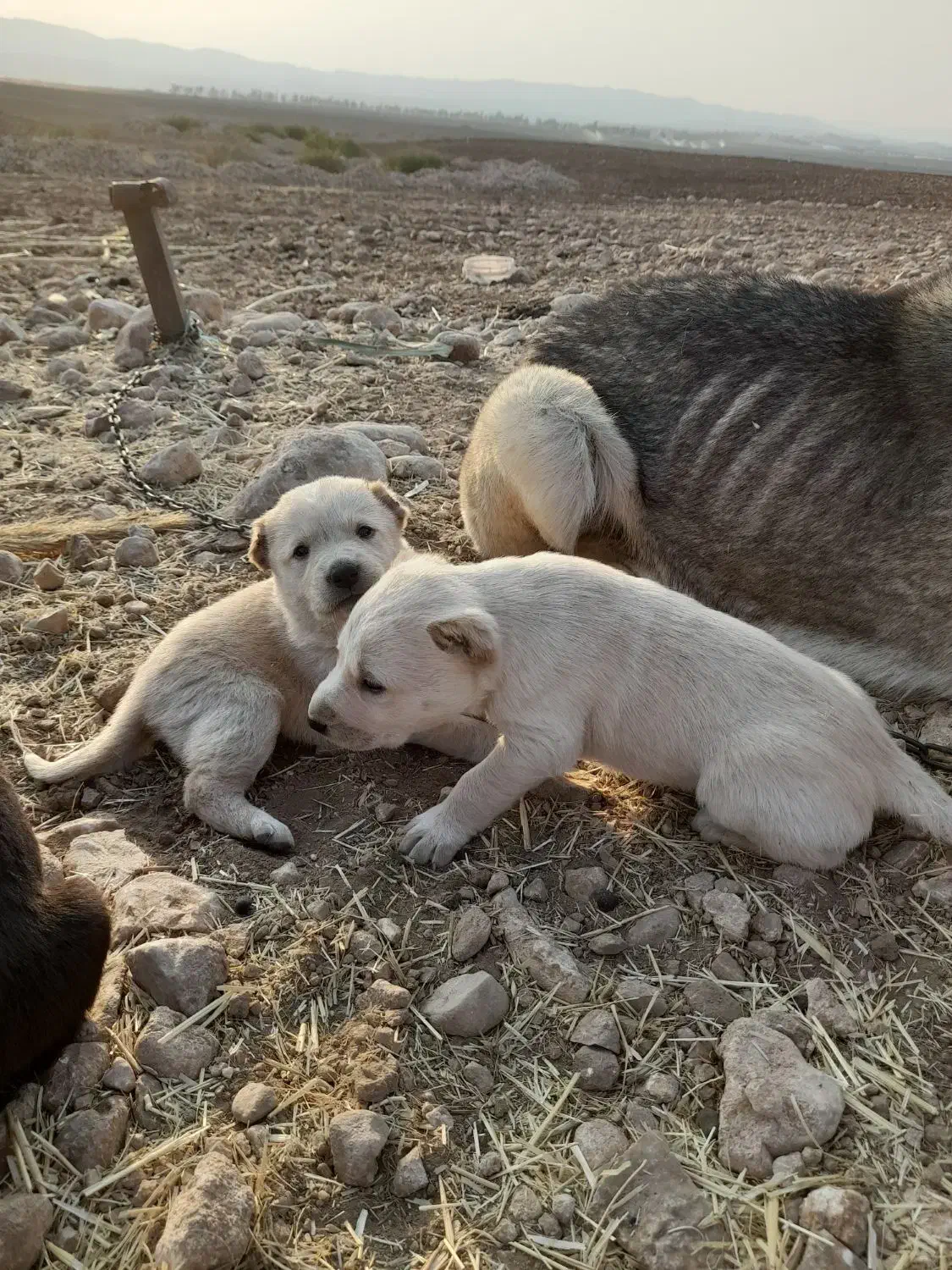 ۲ عدد شاه توله ماده سرابی|سگ|اسلامآباد غرب, |دیوار