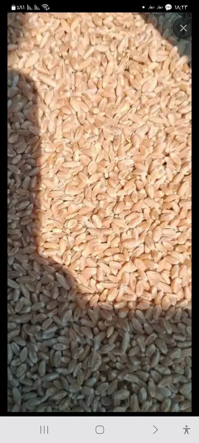 گندم بذر نارین|گل و گیاه طبیعی|شیراز, داریون|دیوار