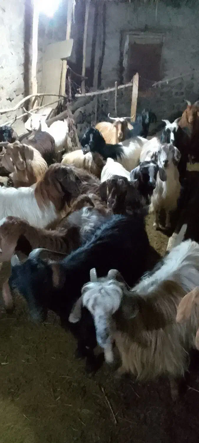 بز ماده|حیوانات مزرعه|گرمی, |دیوار