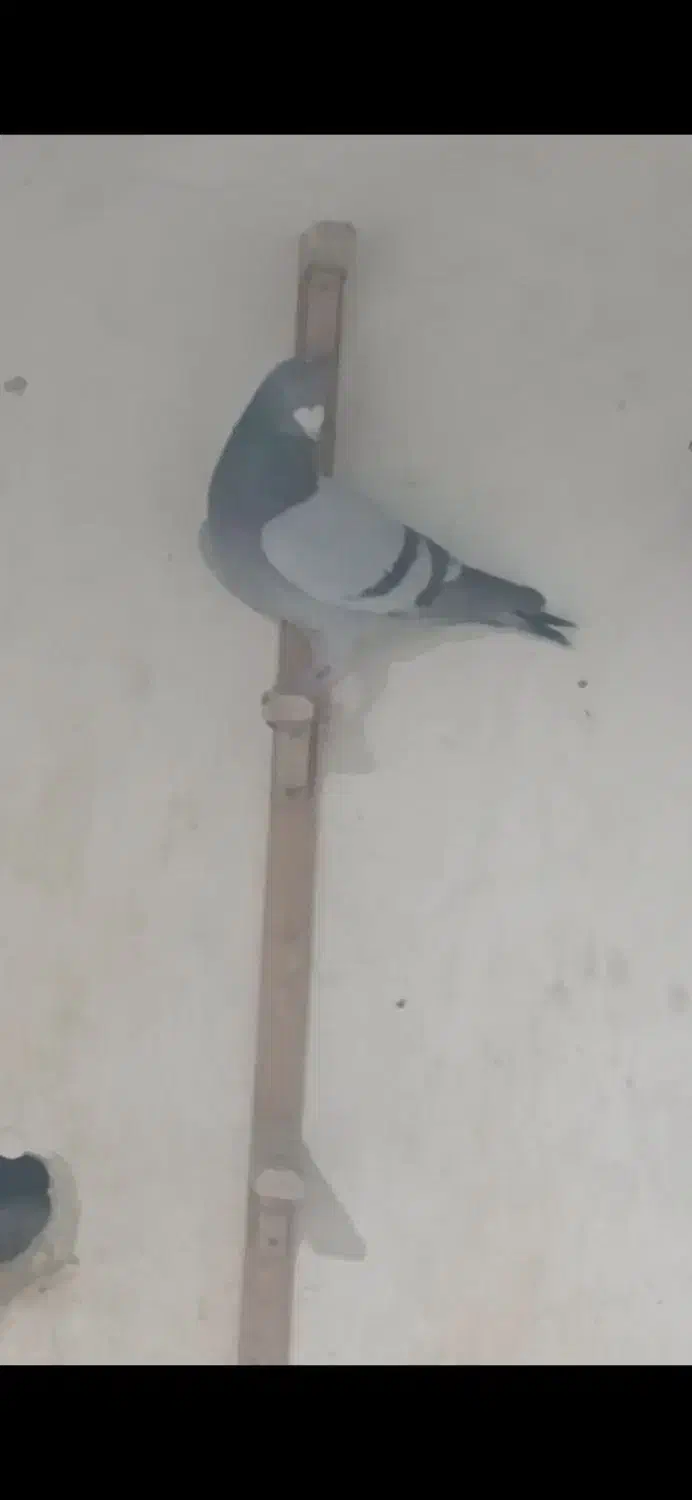 فروش ۲۰تا کفتر جنگنده زرنگ|پرنده|کازرون, |دیوار