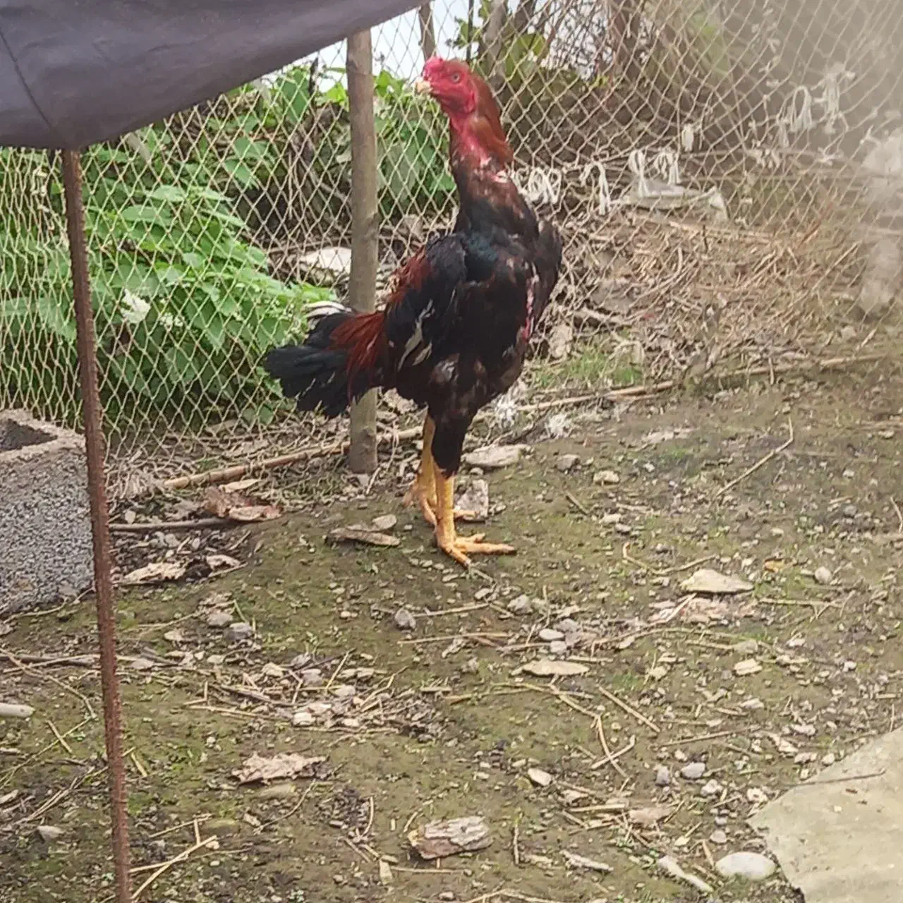 خروس لاری اصیل|پرنده|فومن, |دیوار