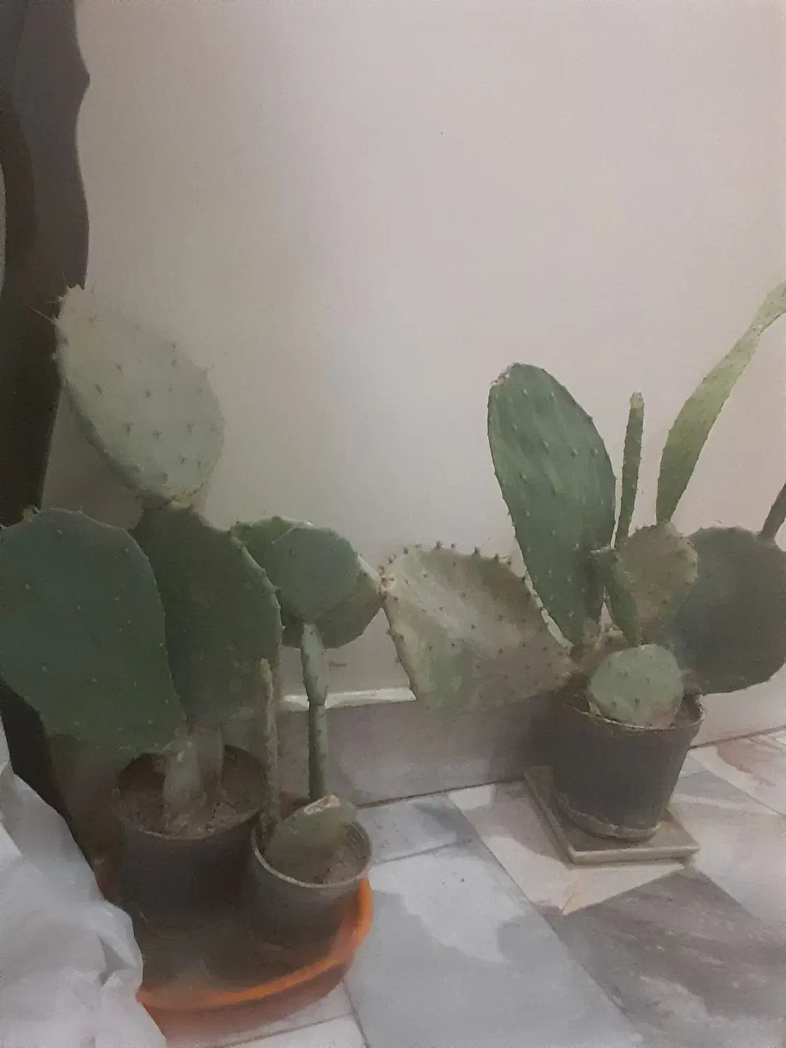 گل کاکتوس|گل و گیاه طبیعی|تهران, دولاب|دیوار