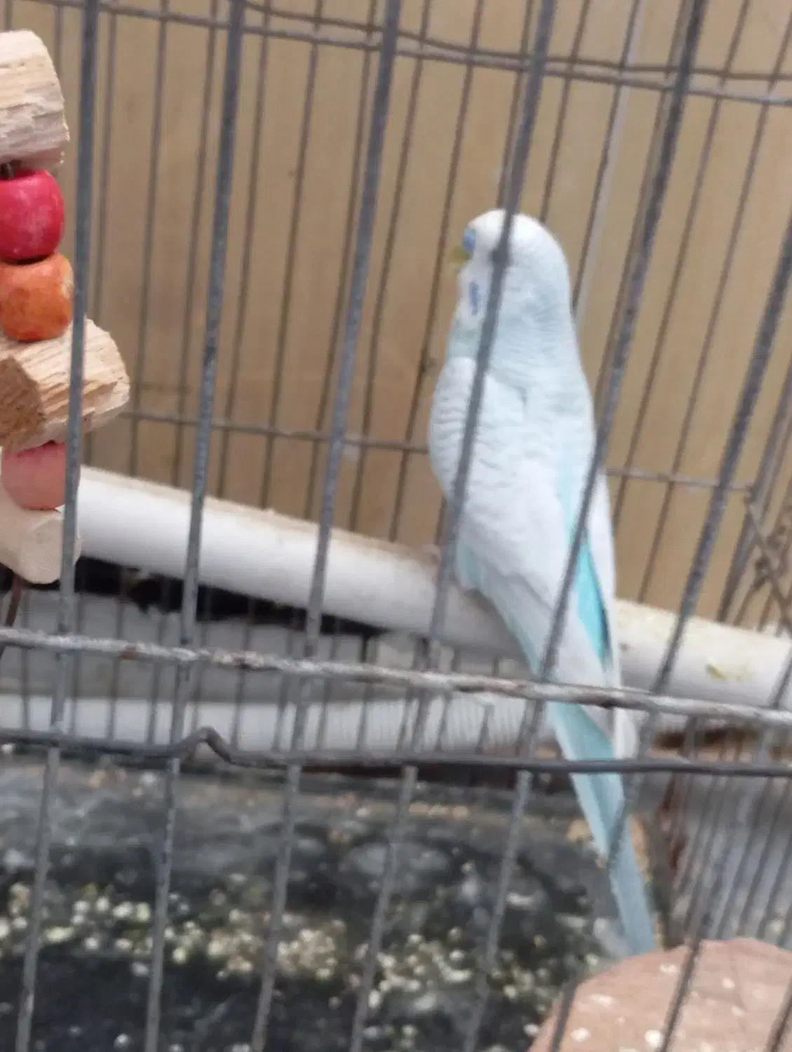 مرغ عشق|پرنده|جهرم, |دیوار