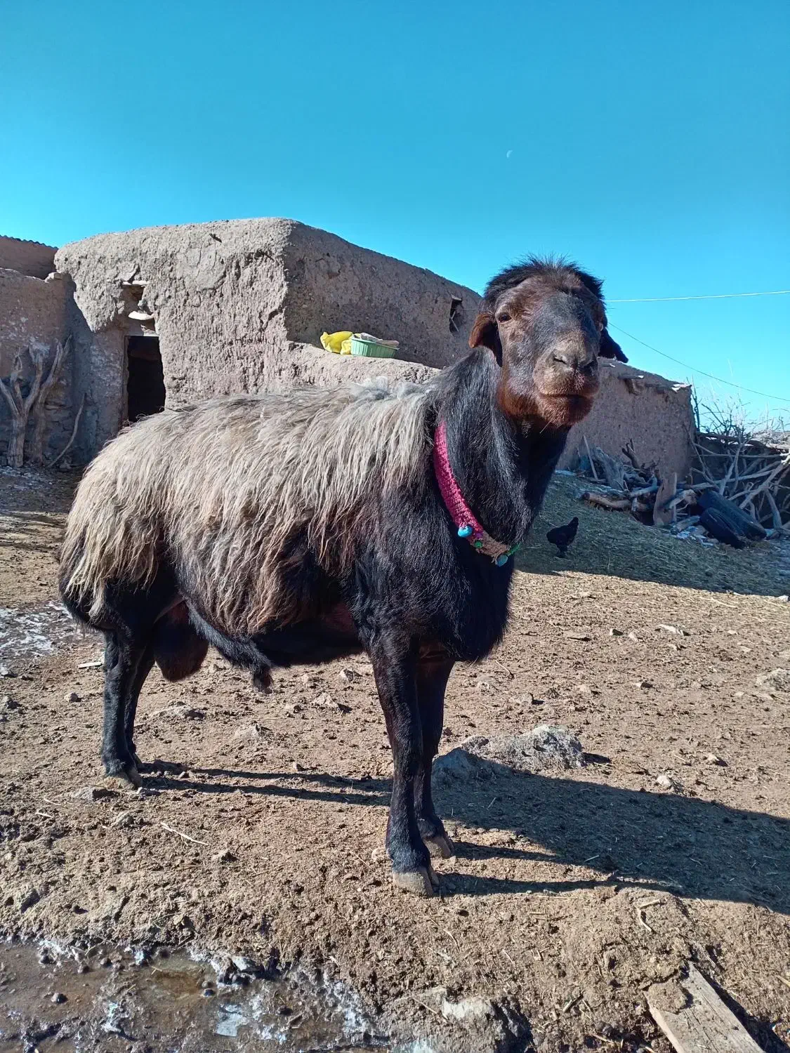 قوچ‌ و بره قوچی افشاری)شیشک کاوور میش بز‌‌ بزغاله|حیوانات مزرعه|تربت‌حیدریه, پایانه مسافربری تربت حیدریه|دیوار