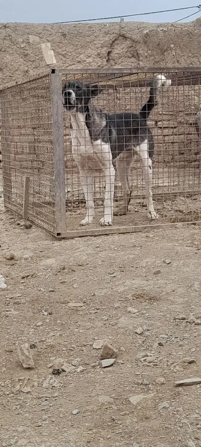 سگ سرابی|سگ|لالجین, |دیوار