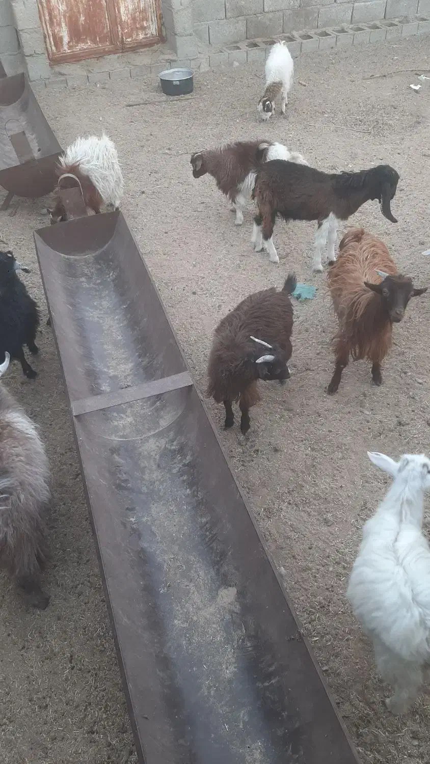 کهره کورکی|حیوانات مزرعه|فاریاب, |دیوار