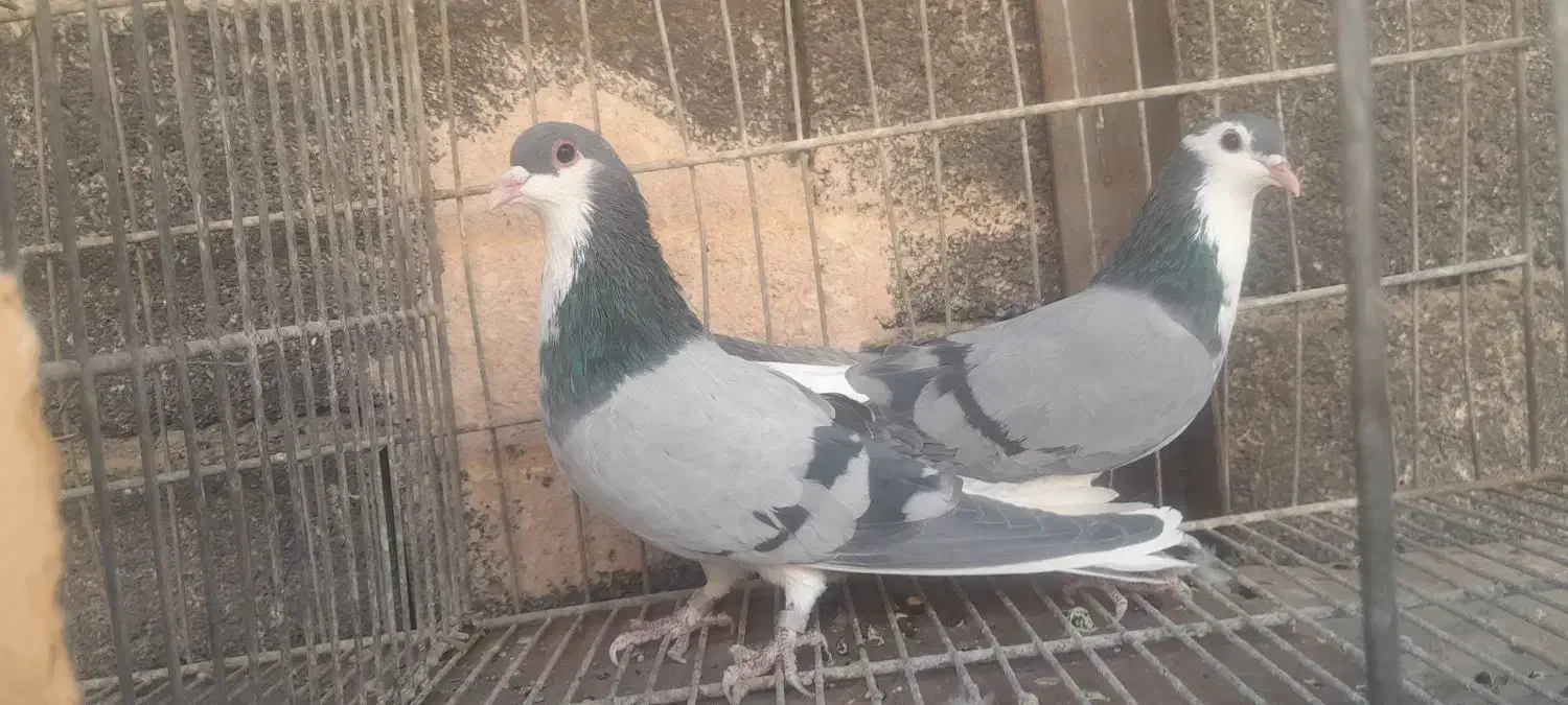 نروماده واز وچندتا نر|پرنده|اصفهان, حصه جنوبی|دیوار