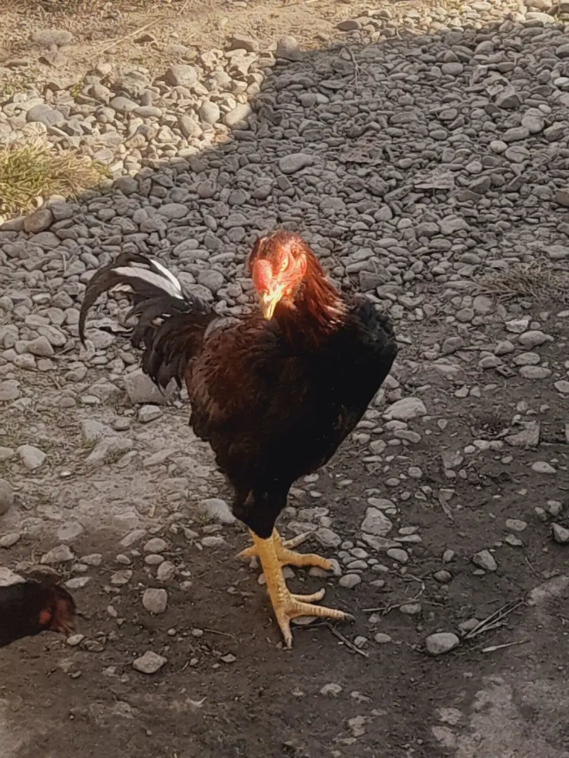 لاری لاج مهر|حیوانات مزرعه|رشت, بازار|دیوار