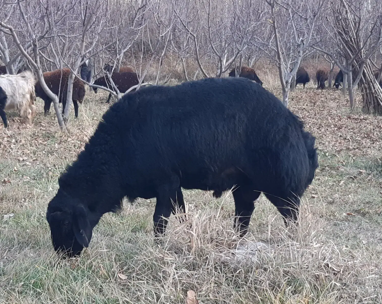 قوچ قره قزل دو دندان|حیوانات مزرعه|زنجان, |دیوار