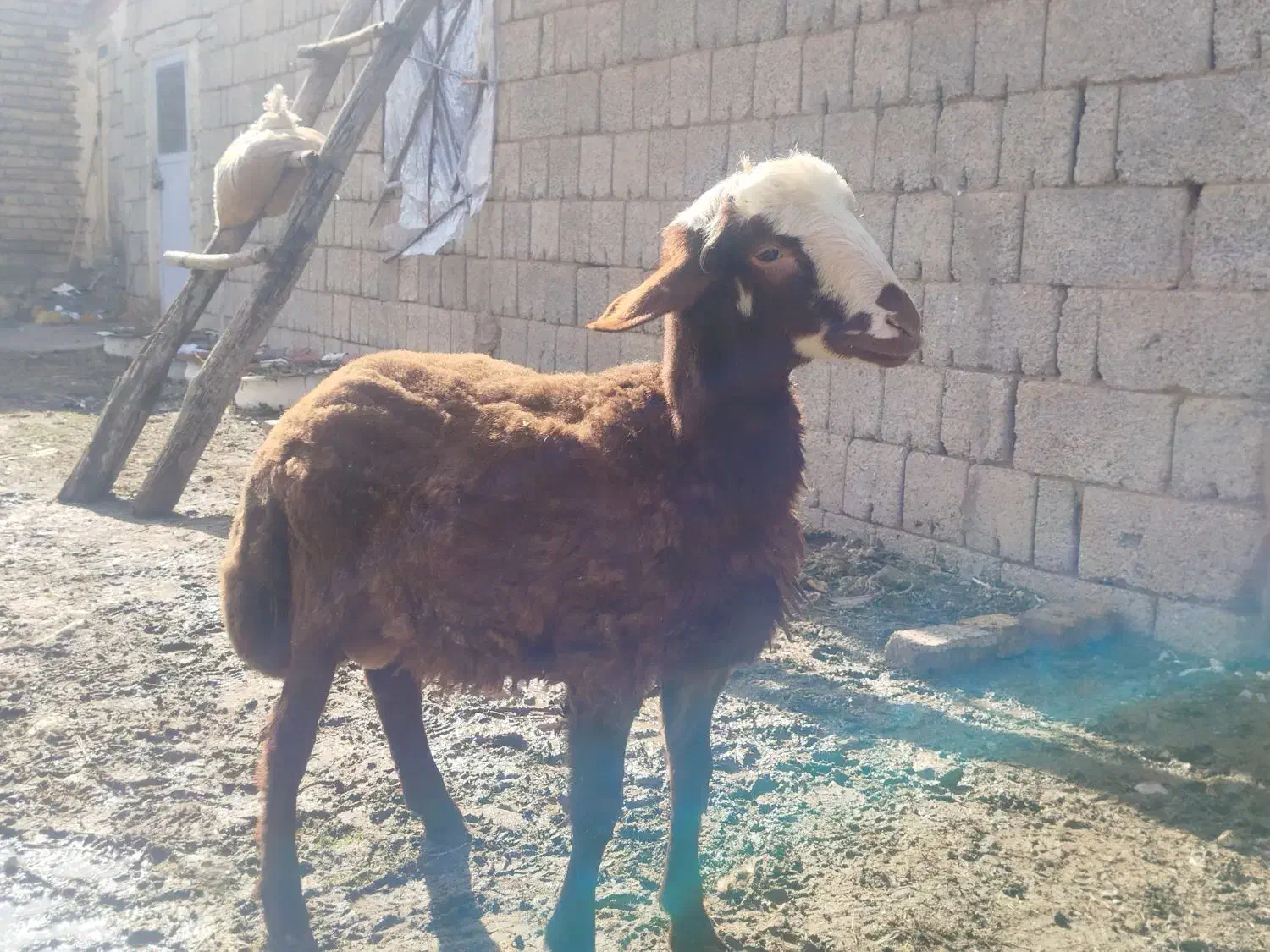 فروش بره نر|حیوانات مزرعه|سیلوانه, |دیوار
