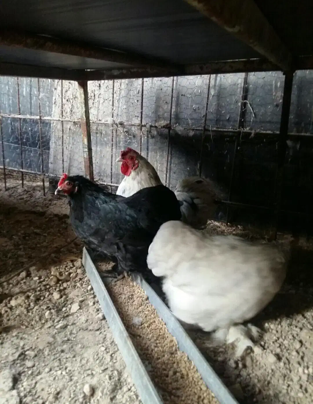 تخم مرغ نطفه دار زینتی برهما و کوشین|حیوانات مزرعه|شیراز, رکن‌آباد|دیوار