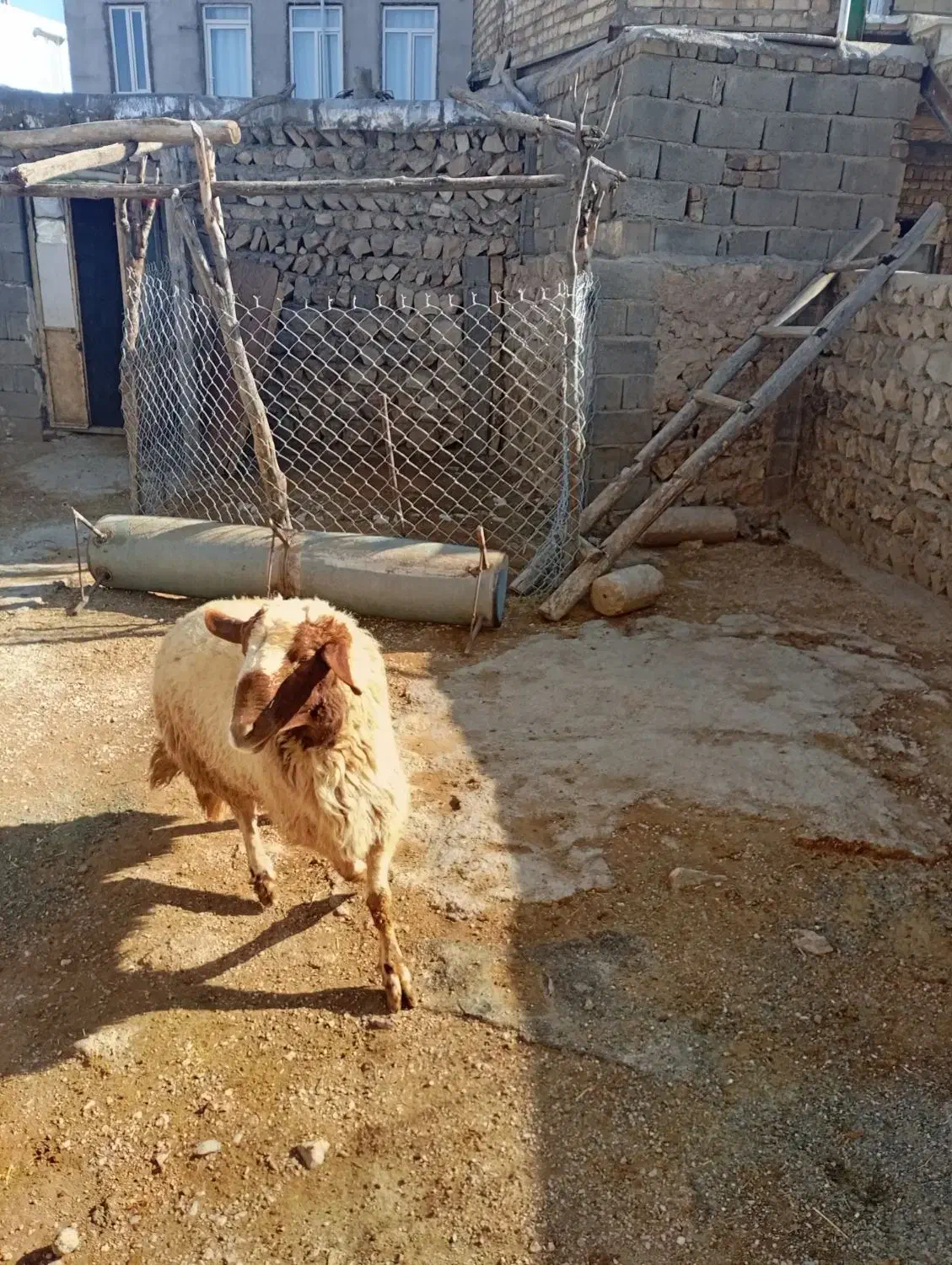 قوچ|حیوانات مزرعه|اسلام‌‌آباد غرب, |دیوار