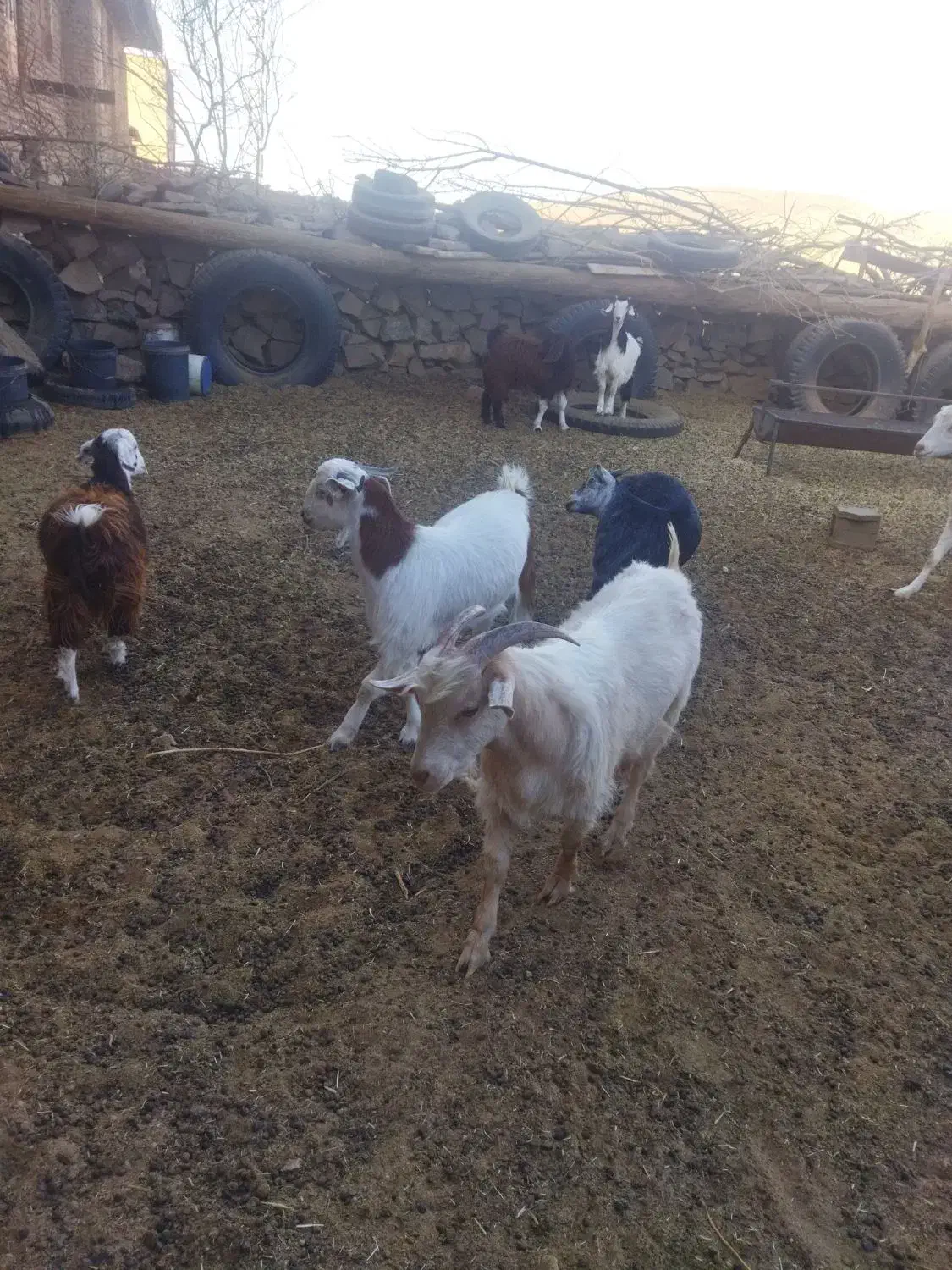 گوسفند فروشی|حیوانات مزرعه|کاخک, |دیوار